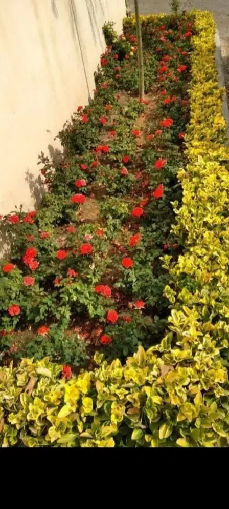 خدمات باغبانی باغچه کاری بیل زنی چمن کاری|خدمات باغبانی و درختکاری|تهران, پاسداران|دیوار