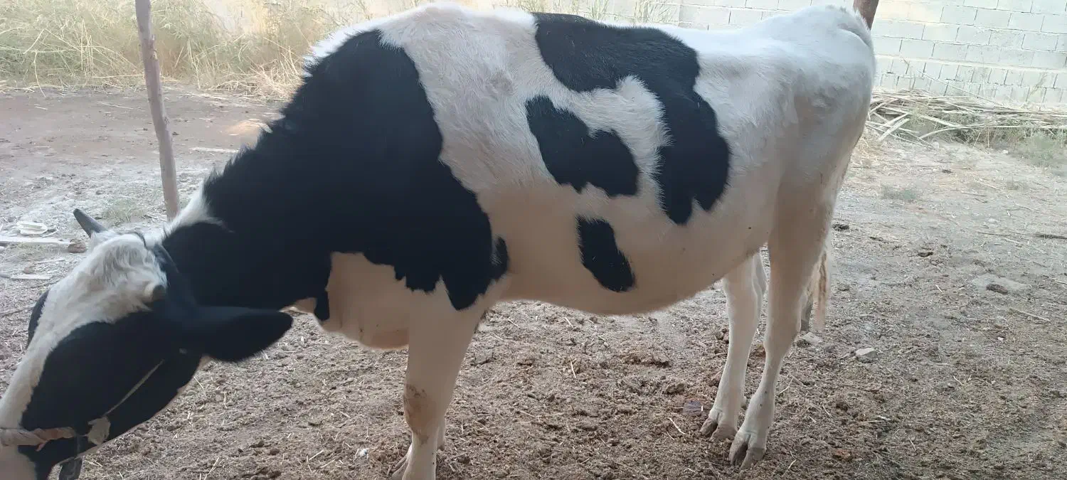 فروش سه راس گاو اصیل خارجی|حیوانات مزرعه|جره و بالاده, |دیوار