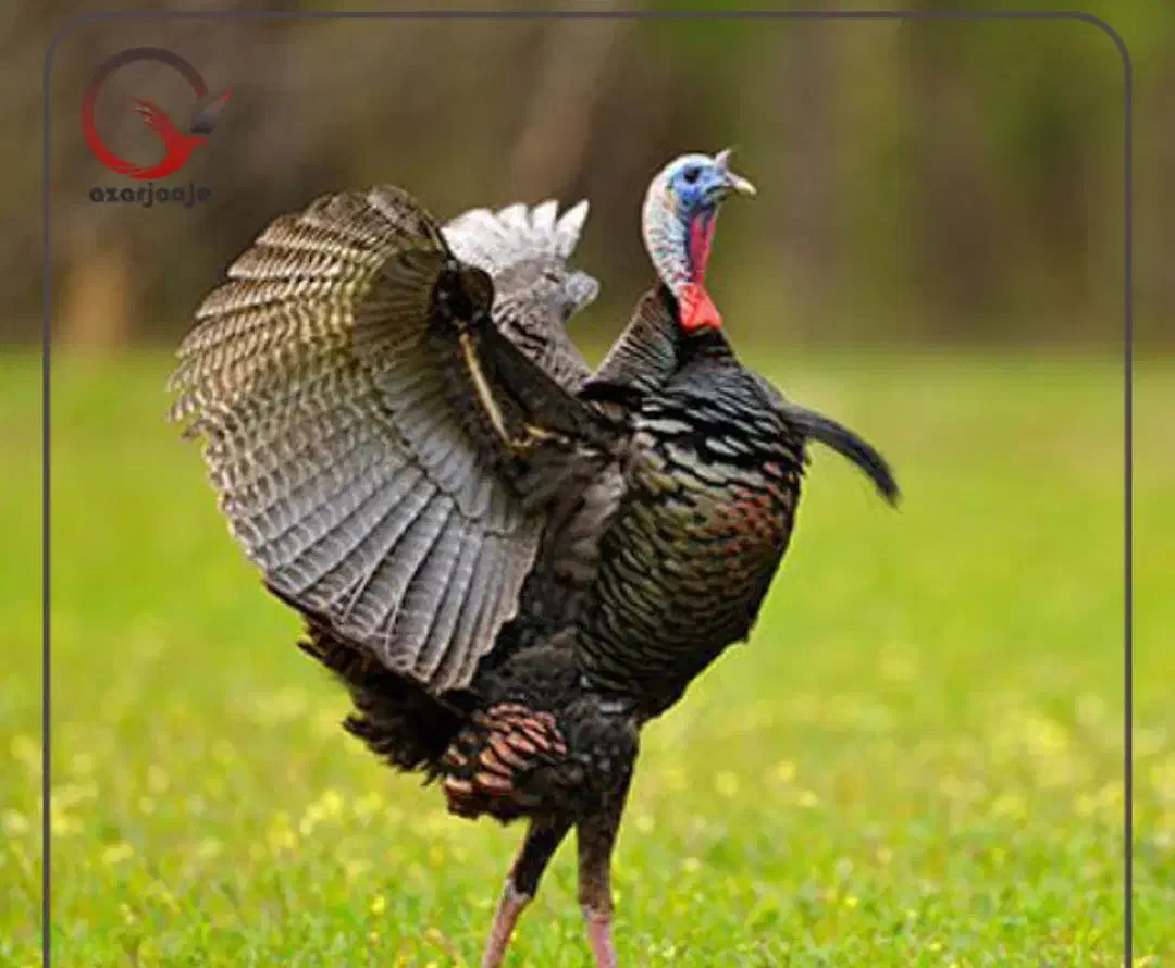 سلام بوقلمون 5عدد 2عدد غاز 2عدد قوغاز|حیوانات مزرعه|باسمنج, |دیوار