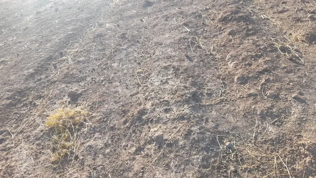 زمین برای استفاده دامداری و یا درختکاری|فروش زمین و ملک کلنگی|آبدانان, |دیوار