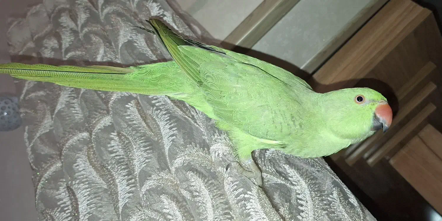 طوطی ملنگوی چست و چابک|پرنده|چمران, |دیوار