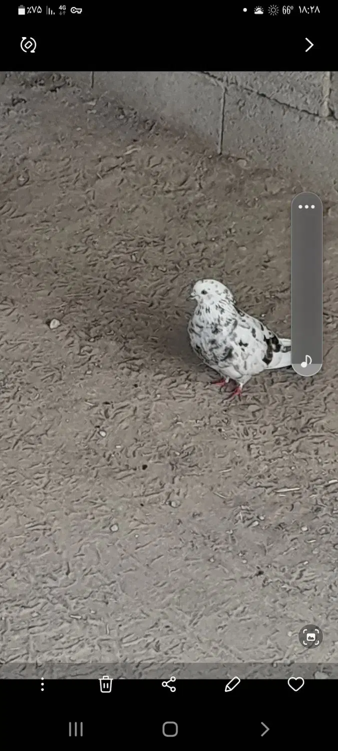 کبوتر|پرنده|بافت, |دیوار