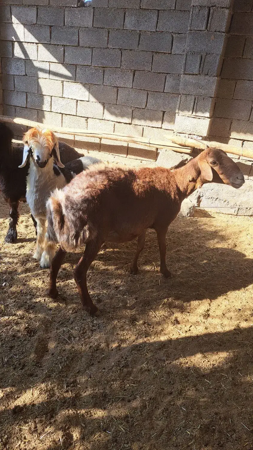 میش و بره نر|حیوانات مزرعه|بهبهان, |دیوار