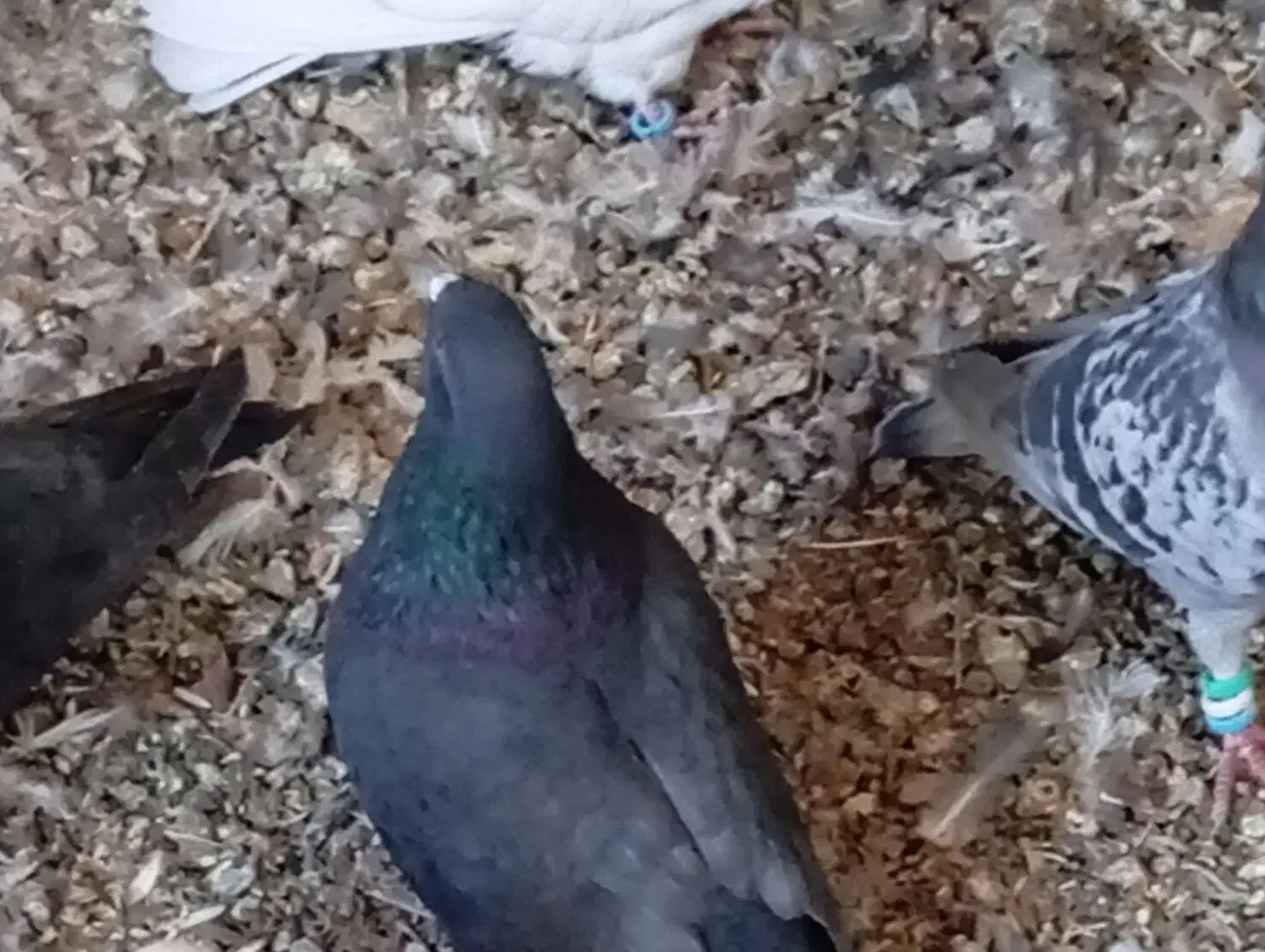 کبوتر چشم نوک|پرنده|بابا حیدر, |دیوار