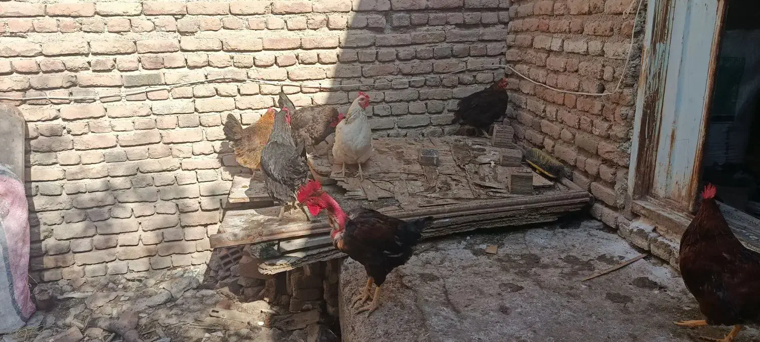 تخم مرغ نطفه|حیوانات مزرعه|اردبیل, |دیوار