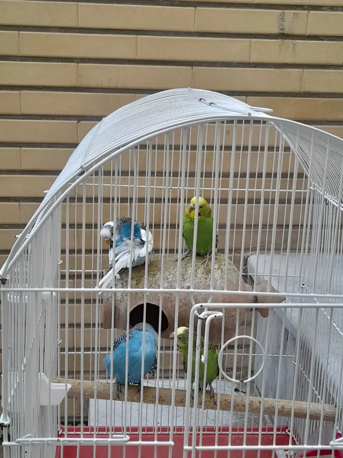 مرغ عشق|پرنده|زاهدان, |دیوار