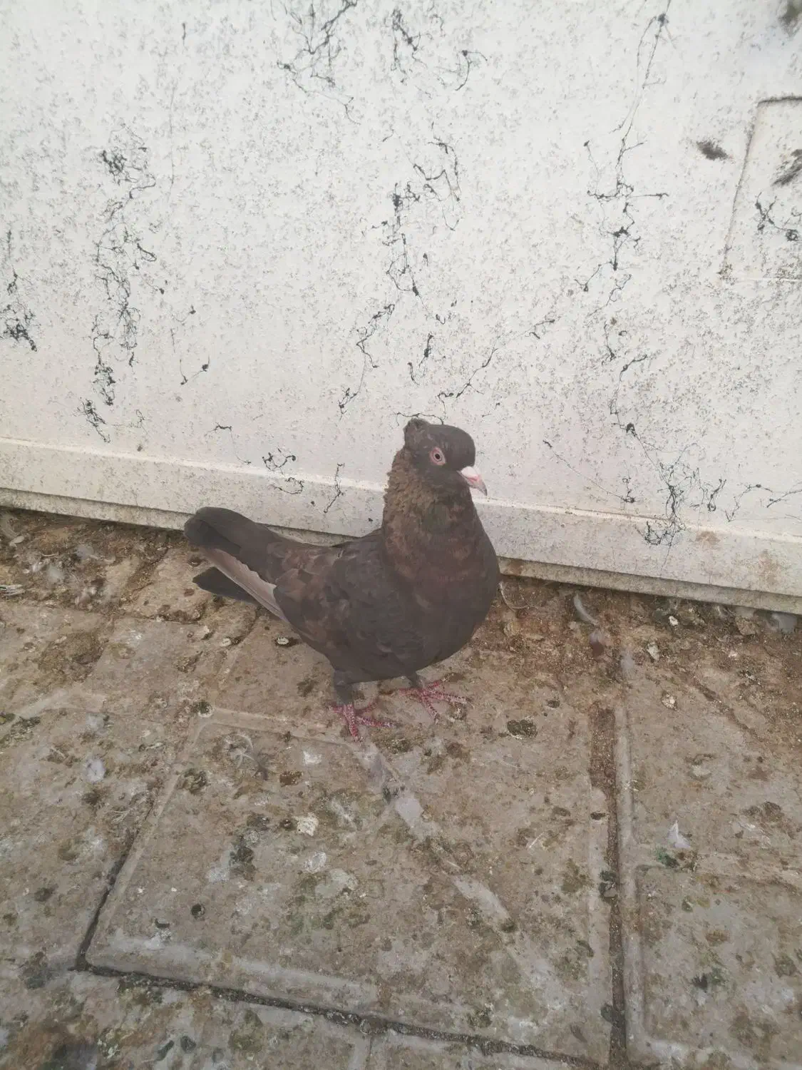کبوتر ماده تافته ای|پرنده|شیراز, تل حسین‌آباد|دیوار
