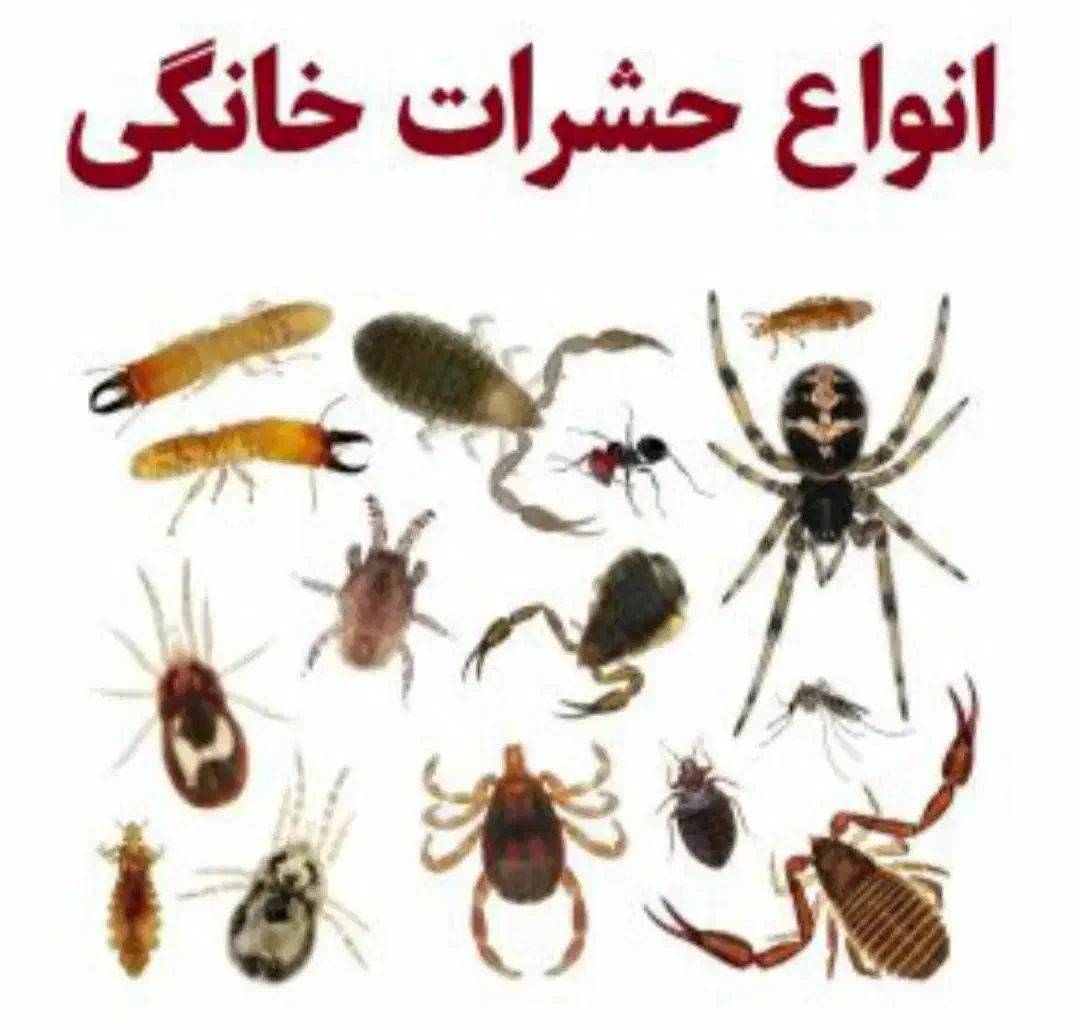 سمپاشی*موریانه زدایی*سم پاشی حشرات/کل خوزستان|خدمات نظافت|اهواز, کمپلو شمالی|دیوار