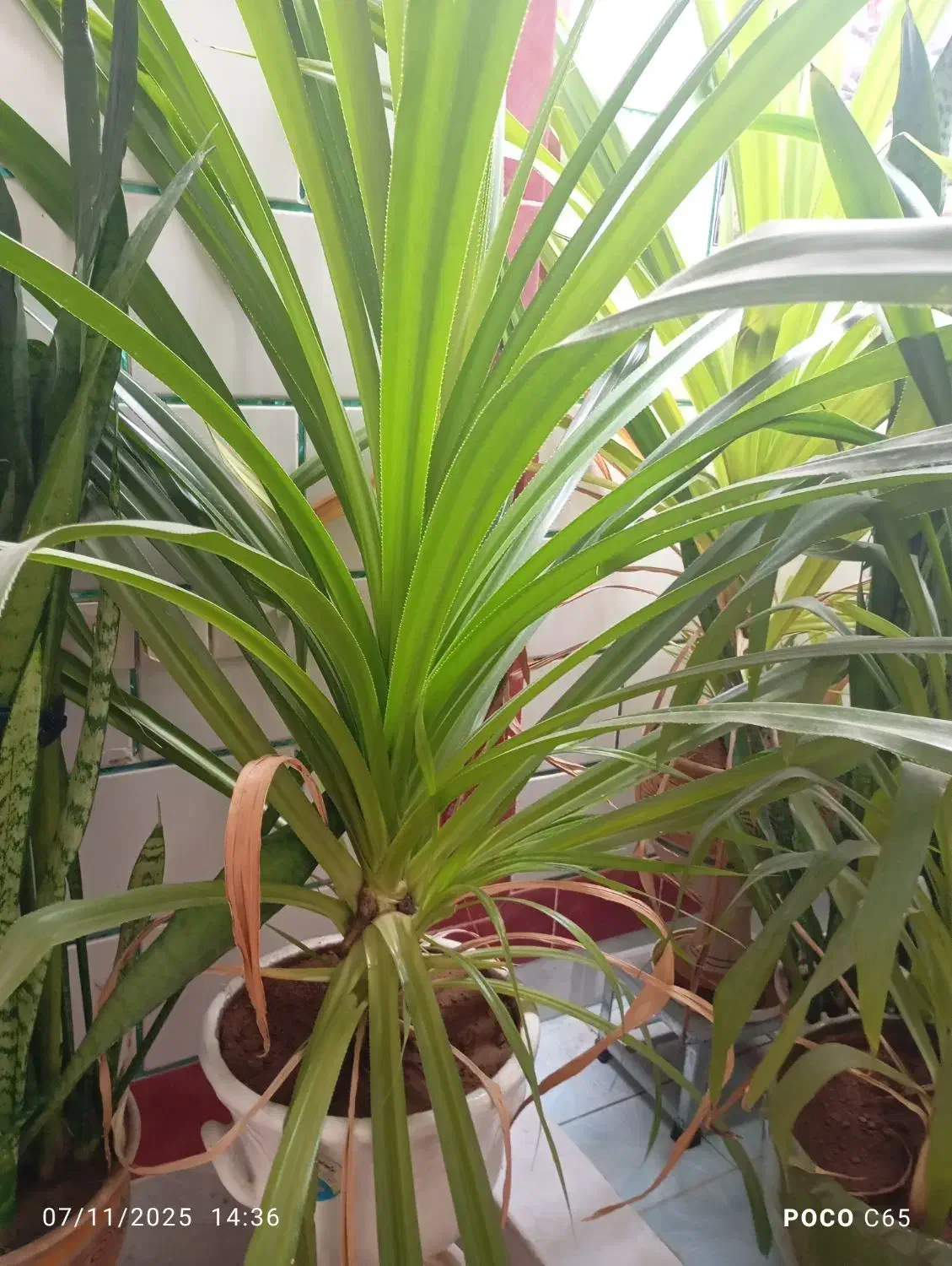 گل بزرگ همراه با گلدان|گل و گیاه طبیعی|پاتاوه, |دیوار