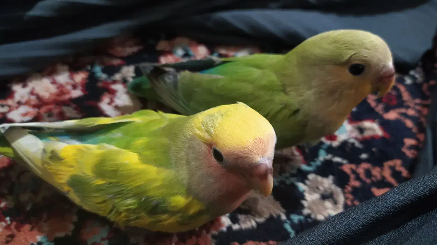 عروس کوتوله دستی|پرنده|کاشمر, |دیوار