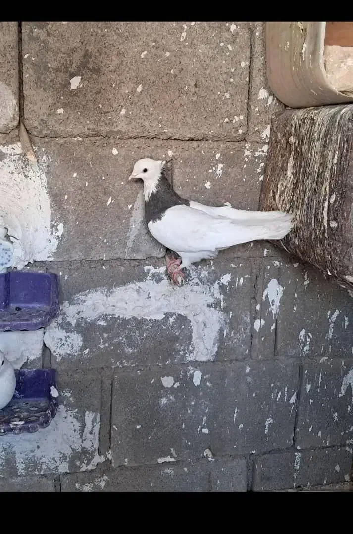 کبوتر طوقی دونه ای600|پرنده|بندر گناوه, |دیوار