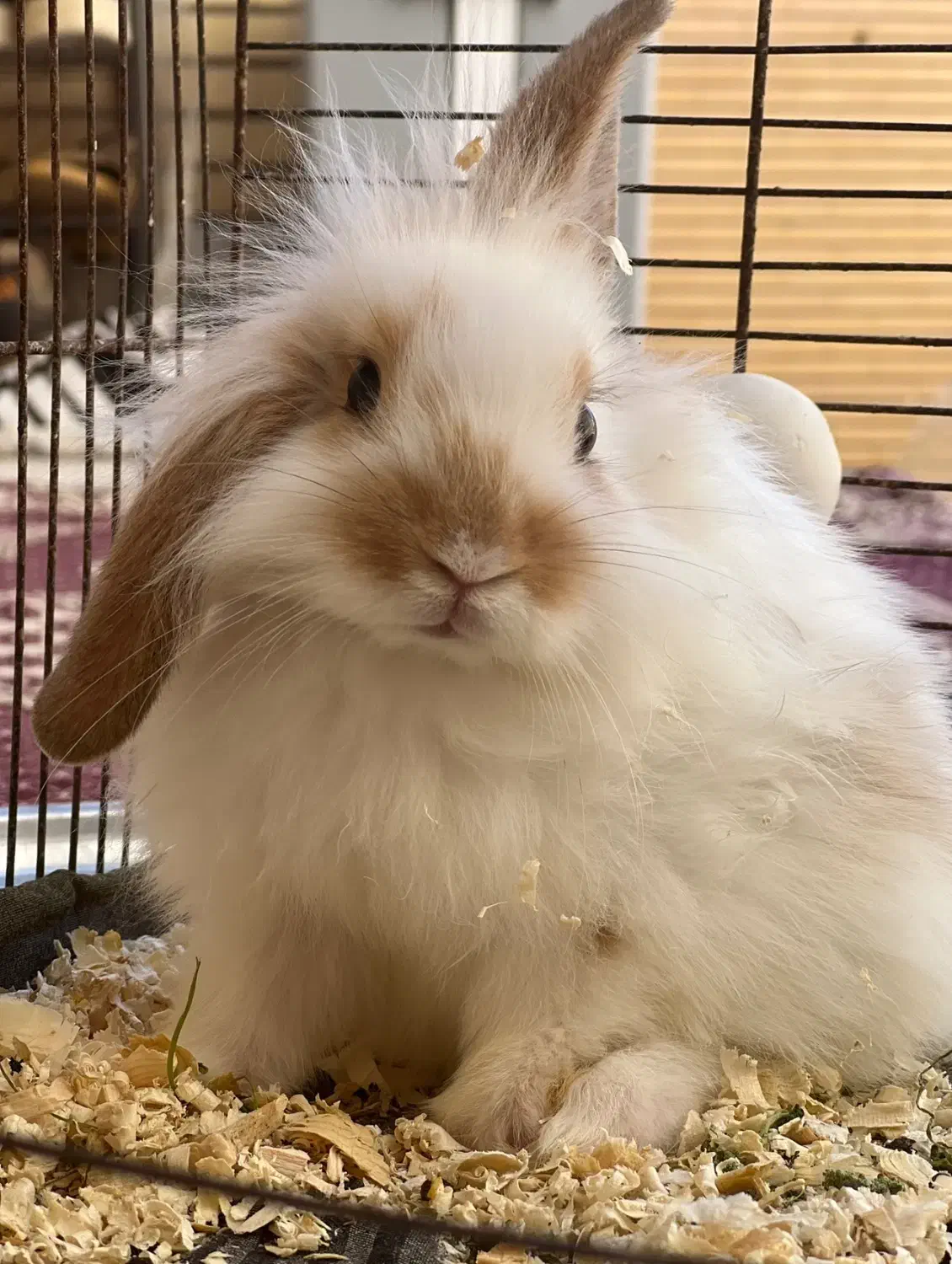 اگه کسی ازش نگهداری میکنه بهم اطلاع بده|حیوانات|کاشان, لتحر|دیوار