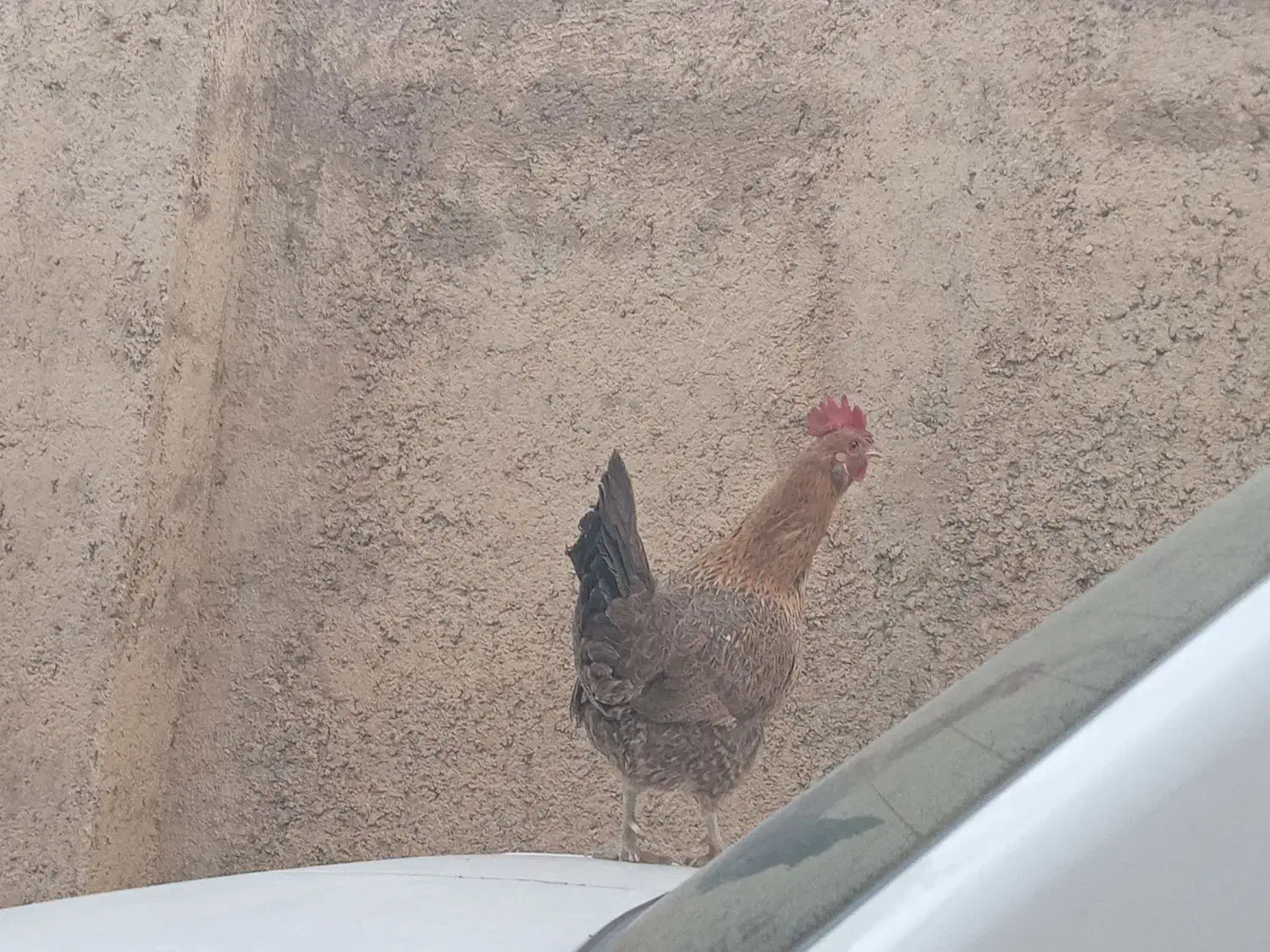 ۱۵ تا مرغ با ۳ عدد خروس|حیوانات مزرعه|ایوان, |دیوار