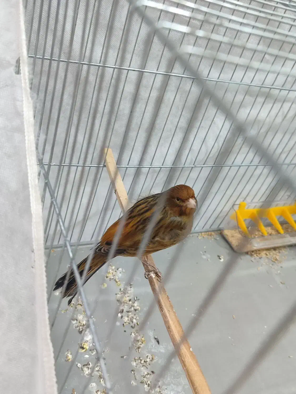 قناری|پرنده|مشکین‌دشت, |دیوار