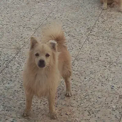 توله سگ پا کوتاه پامر|سگ|کرج, گلشهر|دیوار