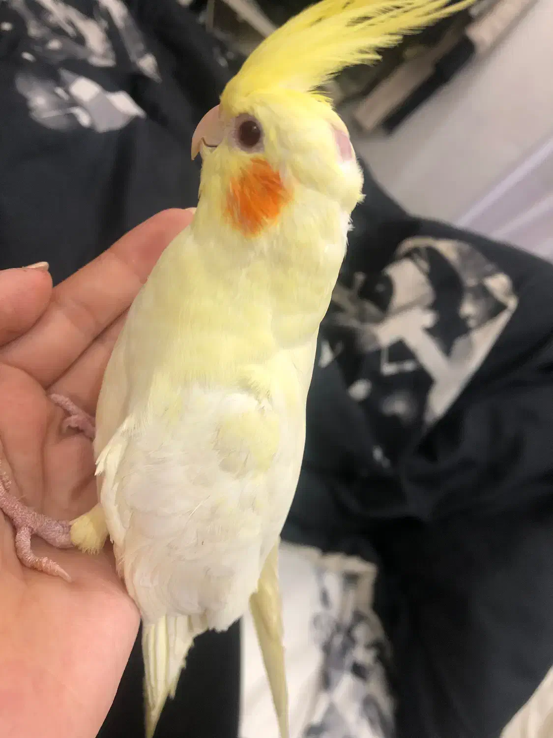 یک جفت عروس هلندی|پرنده|محمودآباد, |دیوار