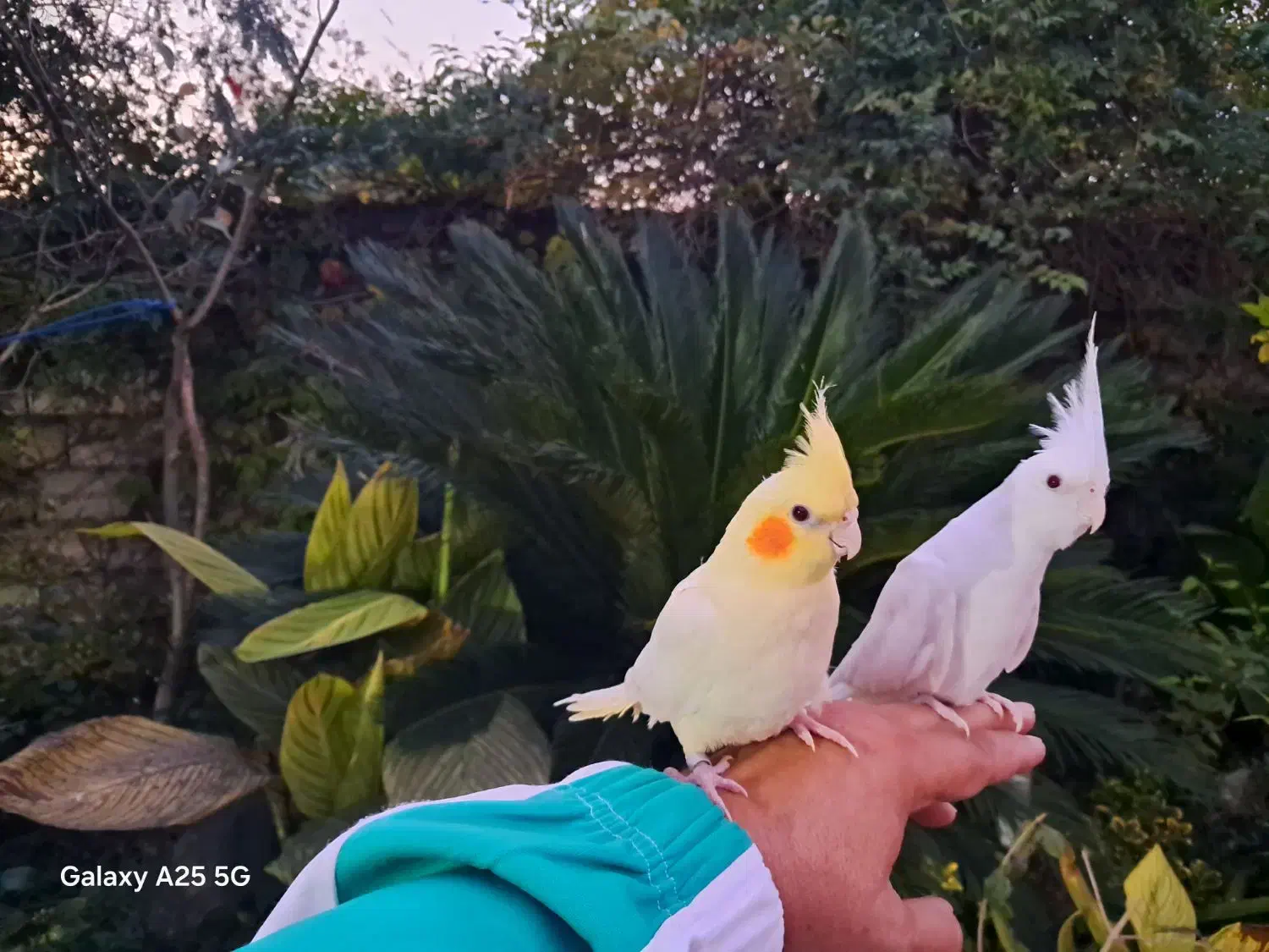 عروس آلبینو رام رام حلقه پا|پرنده|رودسر, |دیوار