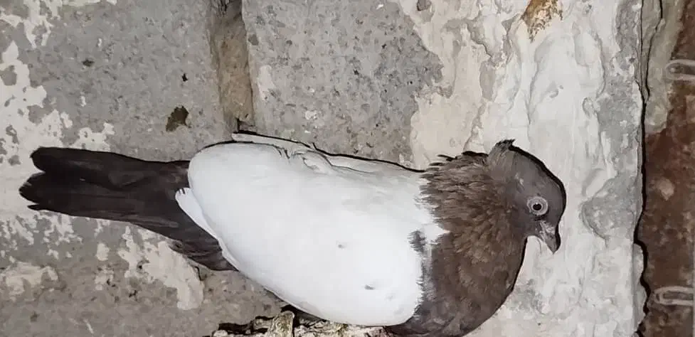 کبوترسینه قوای ماده|پرنده|کارون, |دیوار