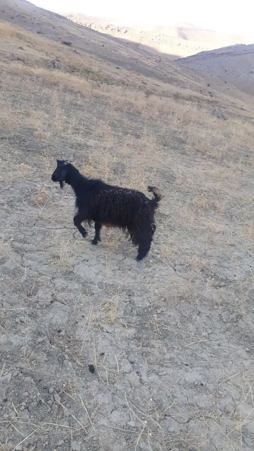 بزغاله ابستن|حیوانات مزرعه|بیرانوند, |دیوار