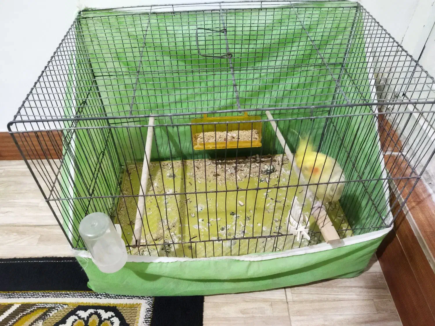 پرنده عروس هلندی|پرنده|رشت, معلولین|دیوار