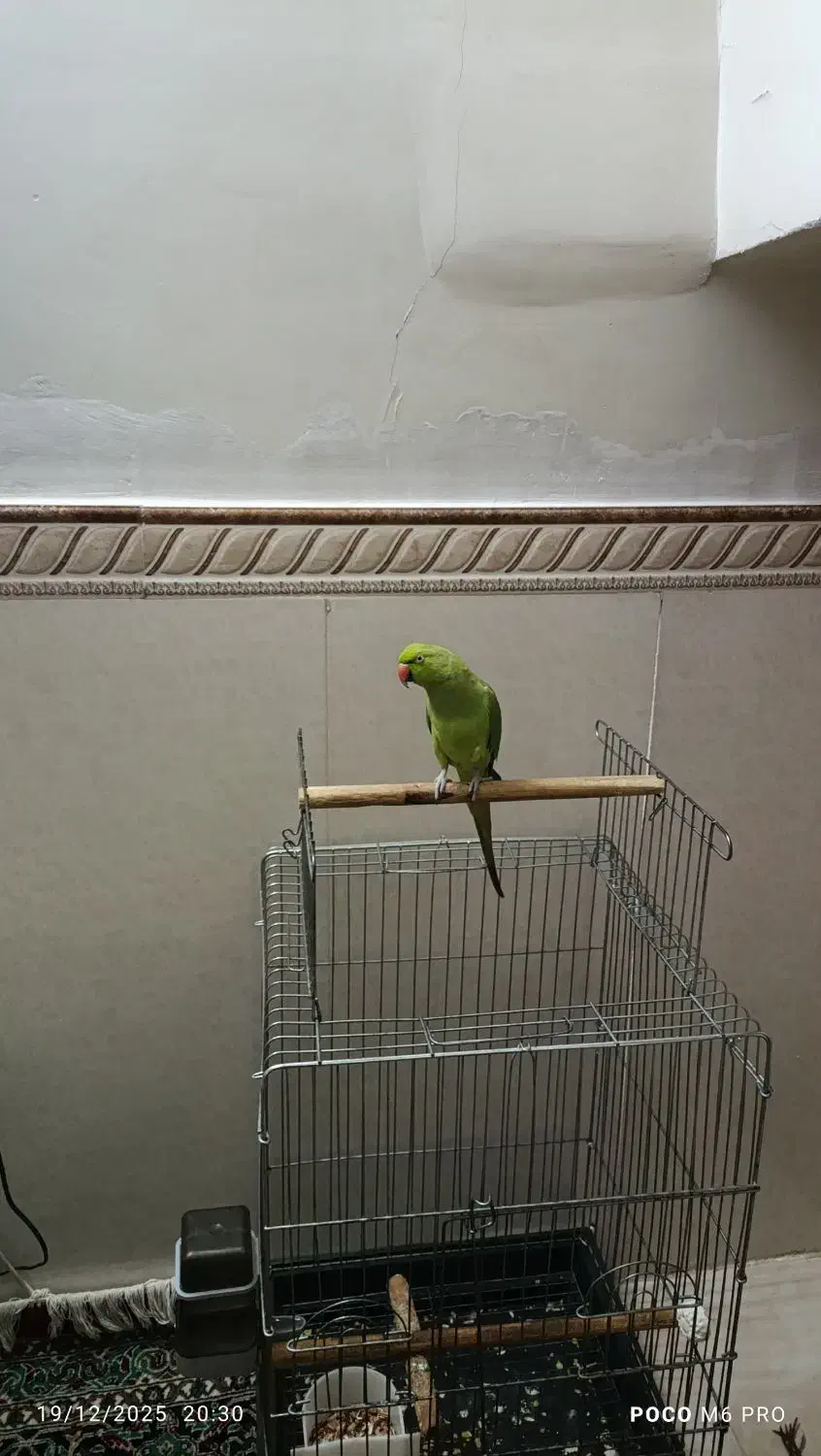 طوطی ملنگو سخنگو|پرنده|تهران, یافت آباد جنوبی|دیوار