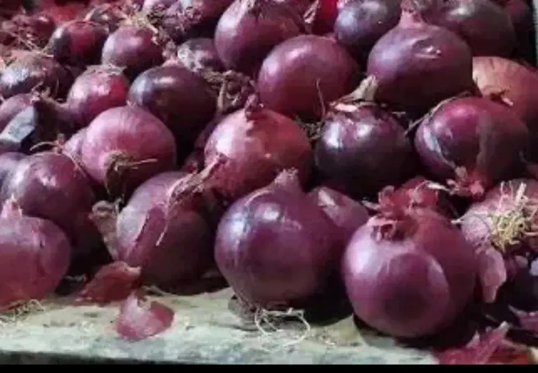 پیاز قرمز|عمده‌فروشی|گلبهار, بیزکی|دیوار