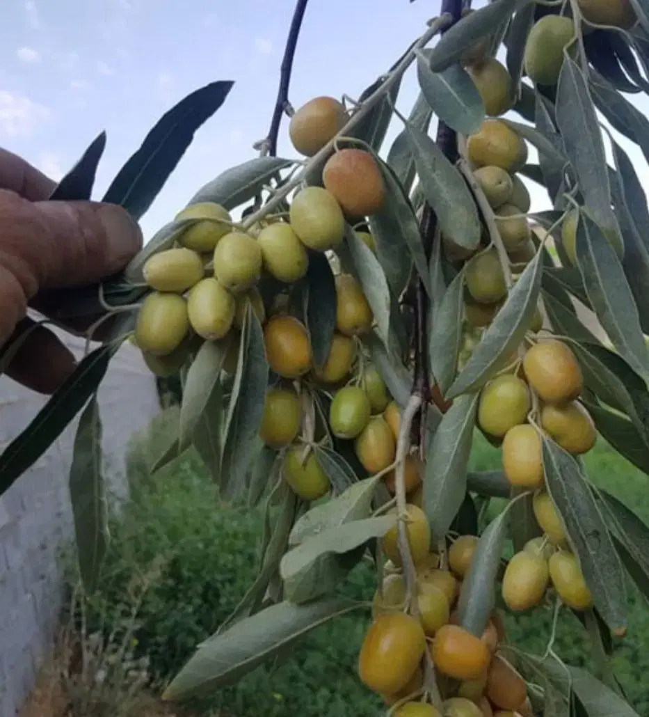 نهال های دانه درشت انواع سنجد های مینیاتوری گلدانی|خدمات باغبانی و درختکاری|کرج, دهقان ویلا|دیوار