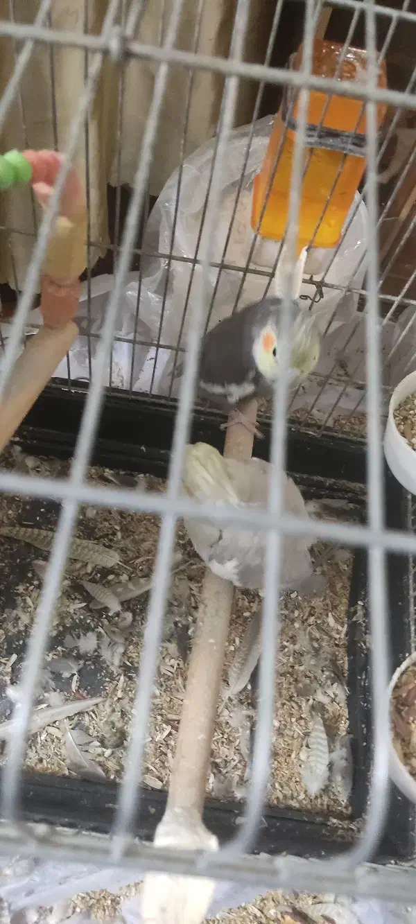 عروس هلندی جفت|پرنده|تهران, نازیآباد|دیوار