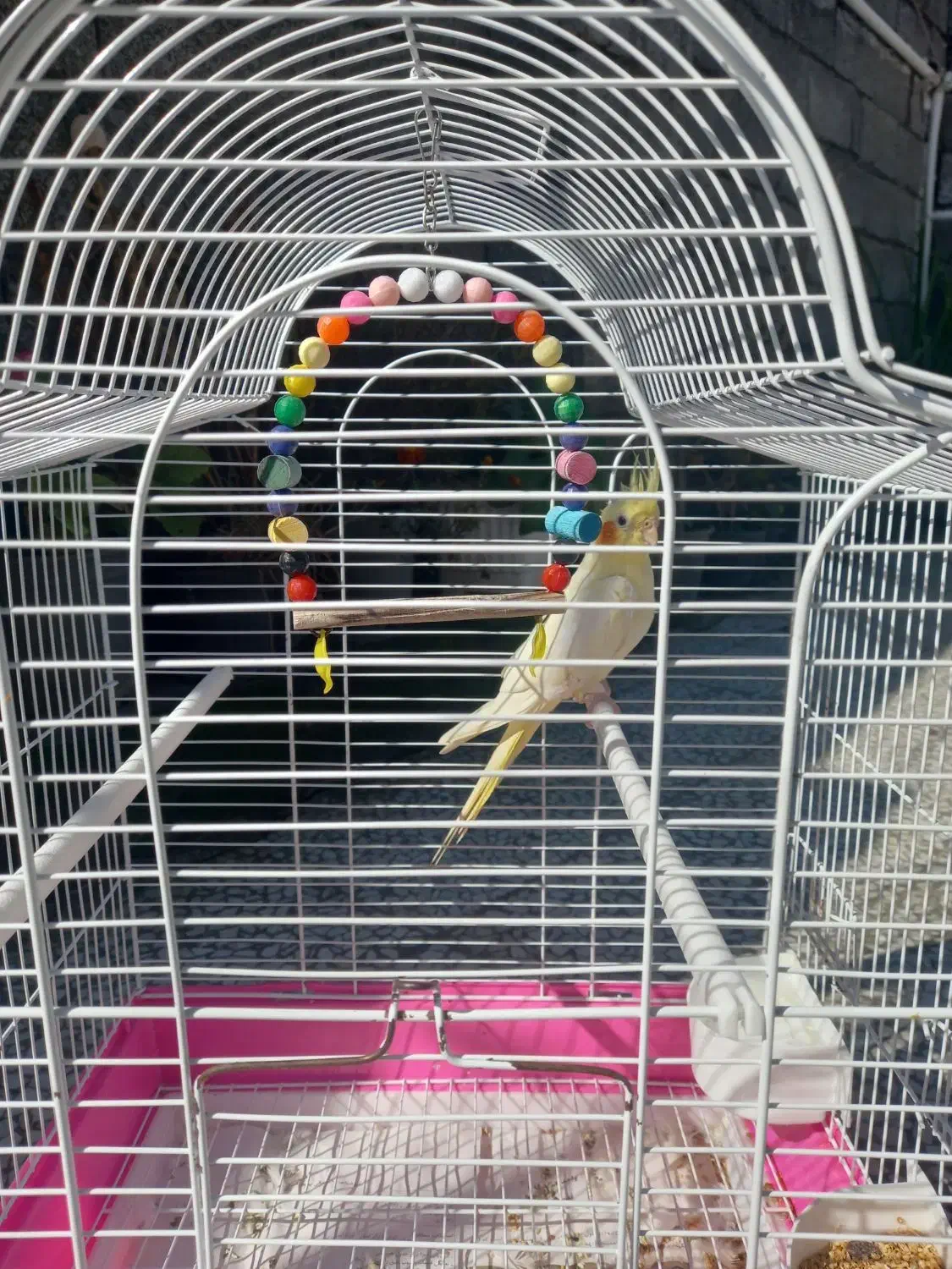 فروش عروس هلندی|پرنده|املش, |دیوار