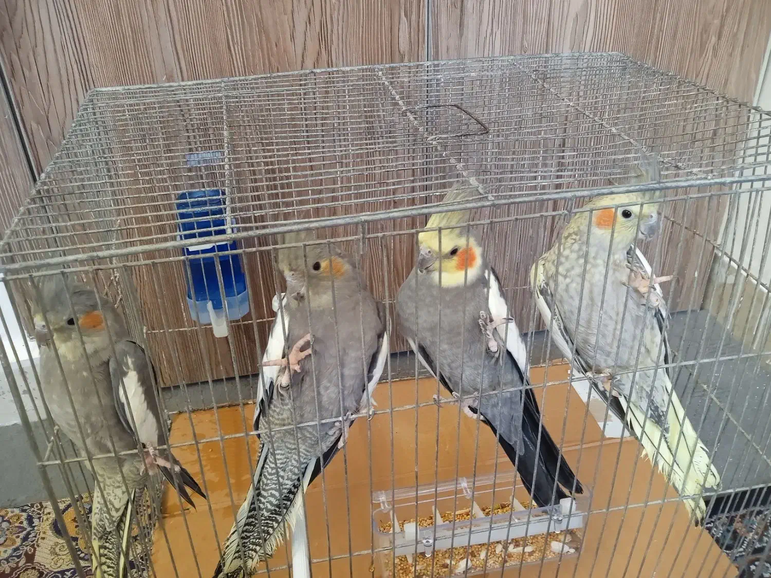 4عدد عروس هلندی دستی|پرنده|اردبیل, |دیوار