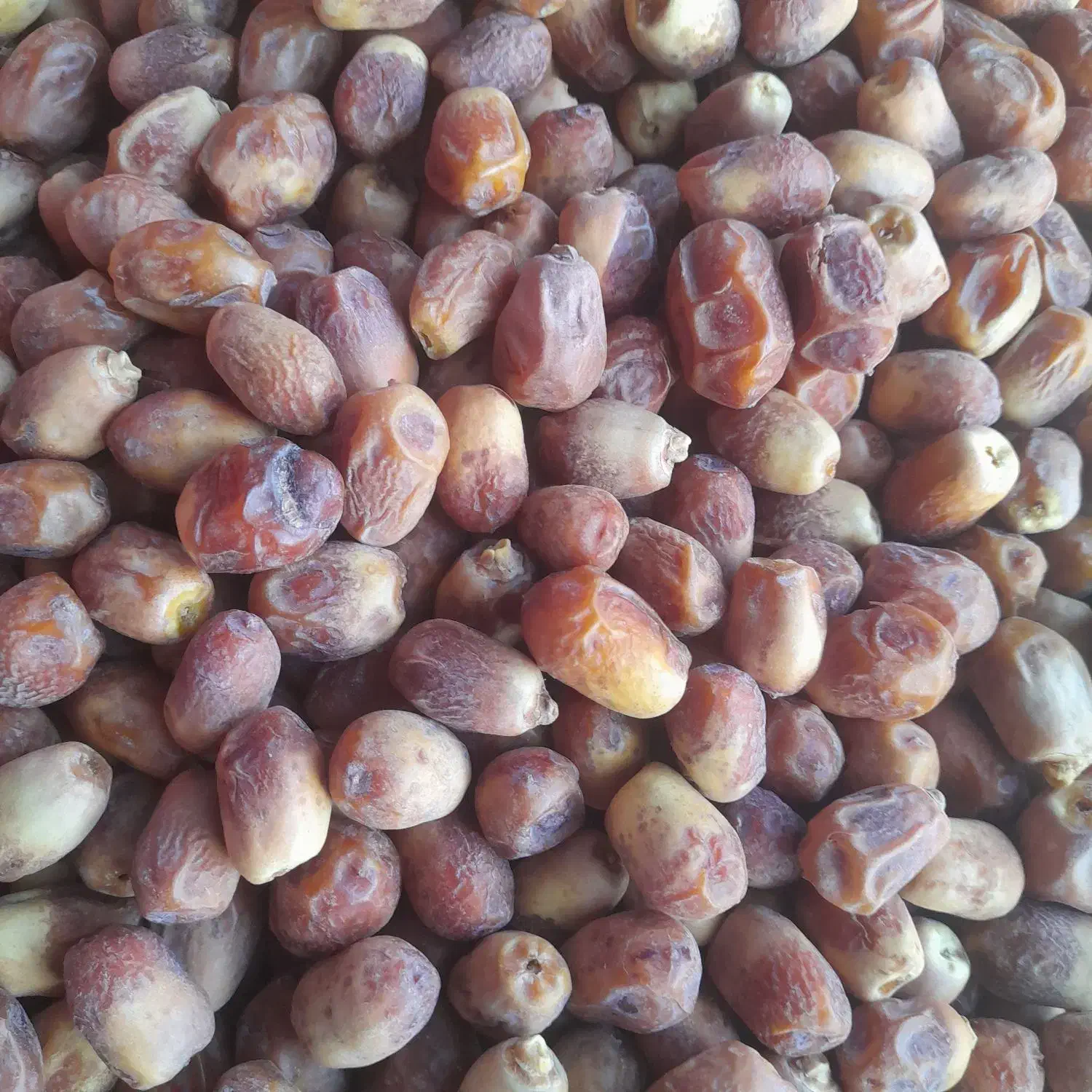 خرمای زاهدی (قصب)|عمدهفروشی|افزر, |دیوار