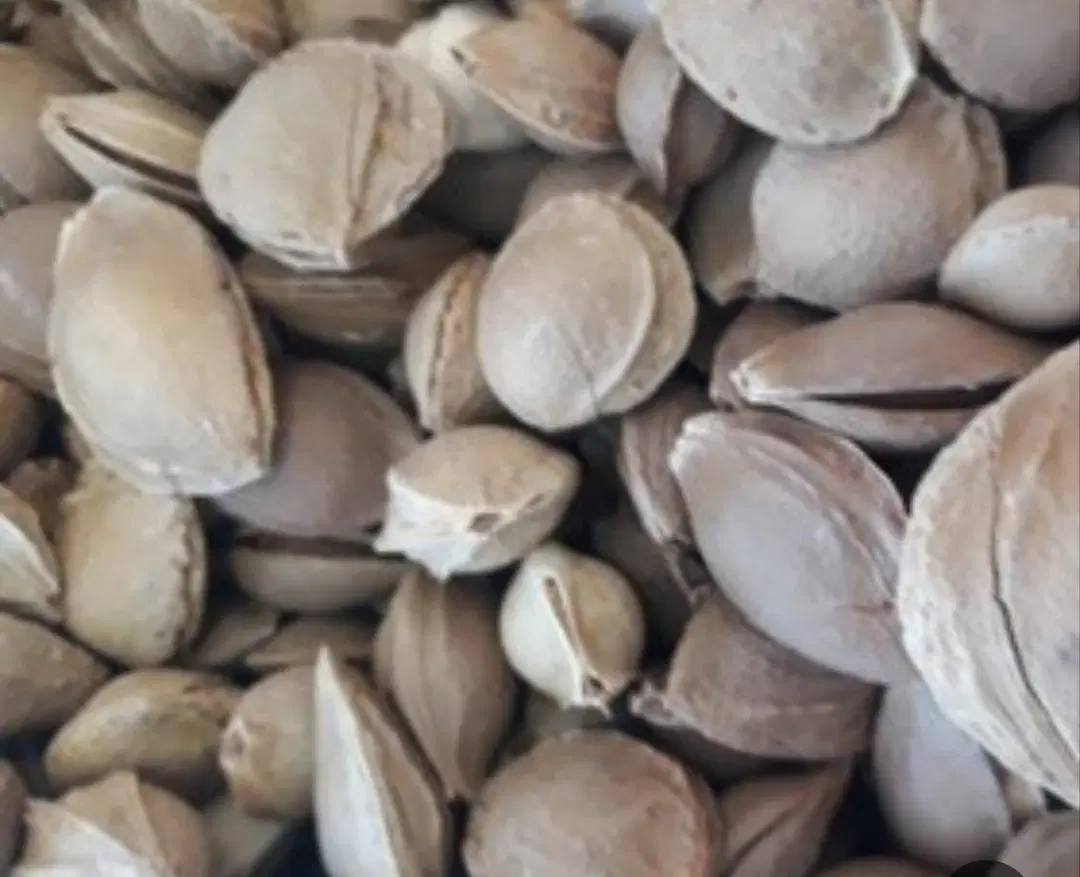 هسته تلخ|خوردنی و آشامیدنی|اسکو, |دیوار