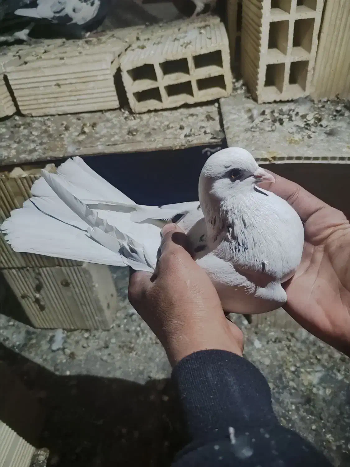 کبوتر تکپر خال پیس|پرنده|انبارآلوم, |دیوار