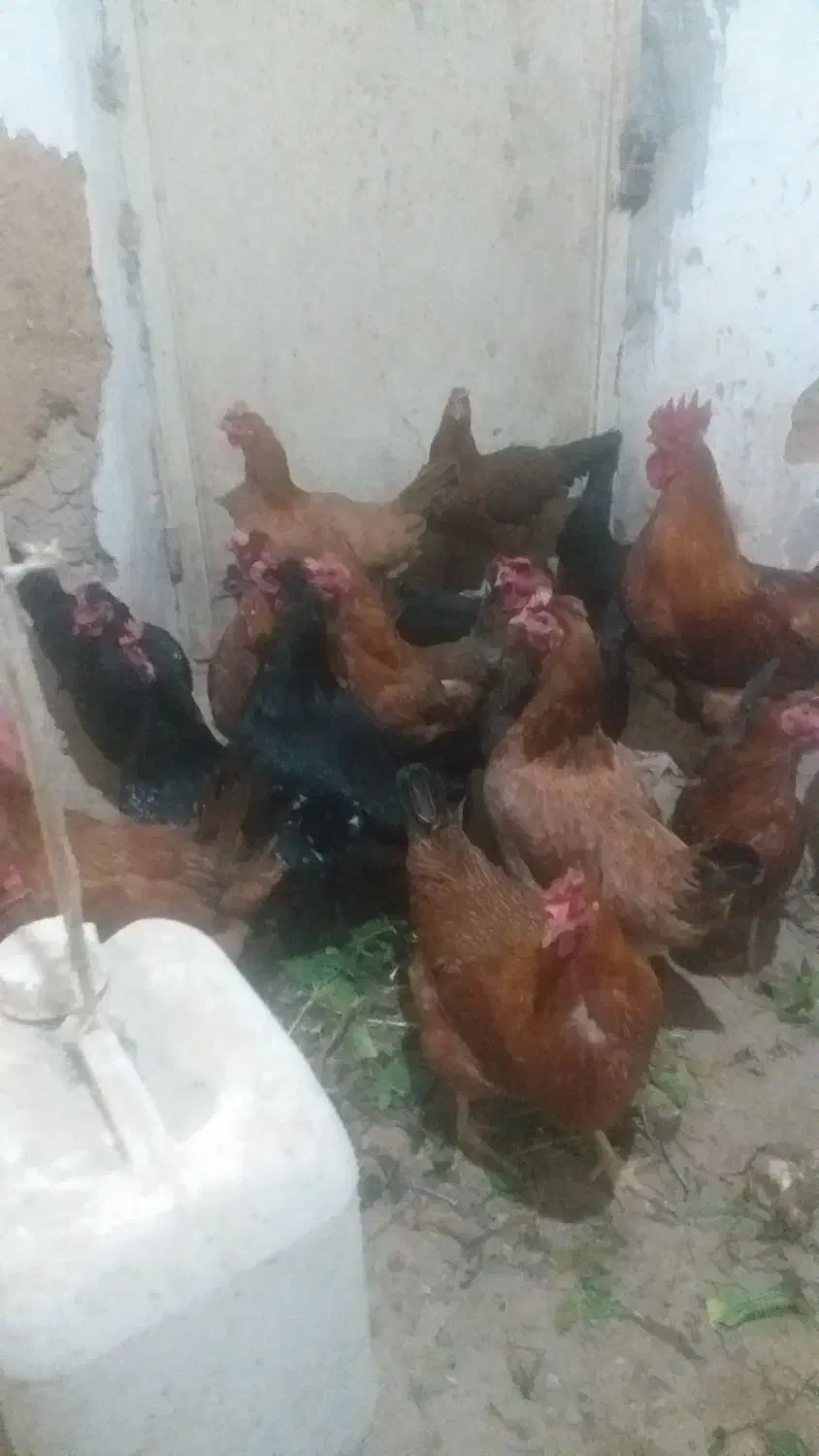 مرغ محلی|حیوانات مزرعه|دهگلان, |دیوار