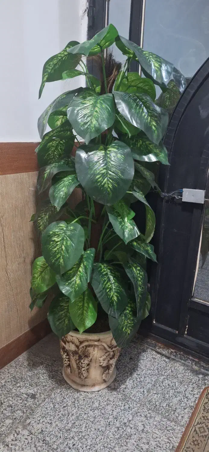 گل مصنوعی (درختچه مصنوعی دیفن باخیا)|گل مصنوعی|اردبیل, |دیوار