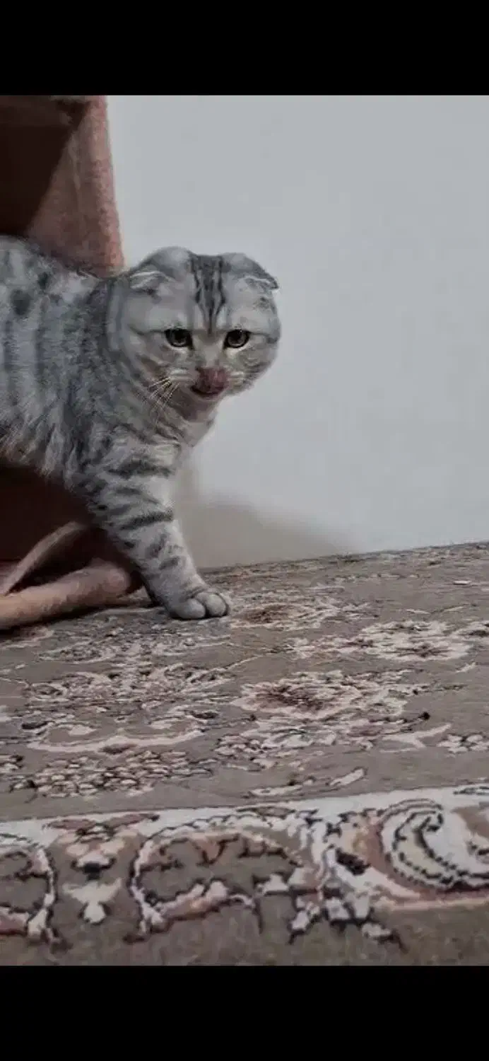 گربه|گربه|گناباد, |دیوار