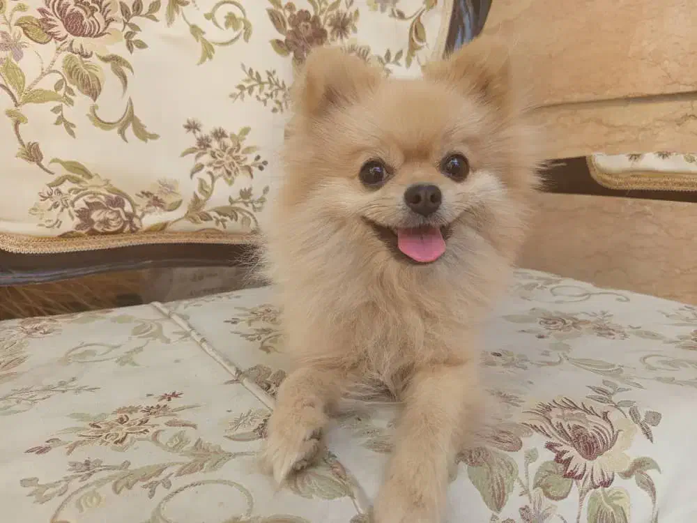 سلام پاور روباهی واکسن خورده خونگی ب فروش میرسد|سگ|درگزین, |دیوار