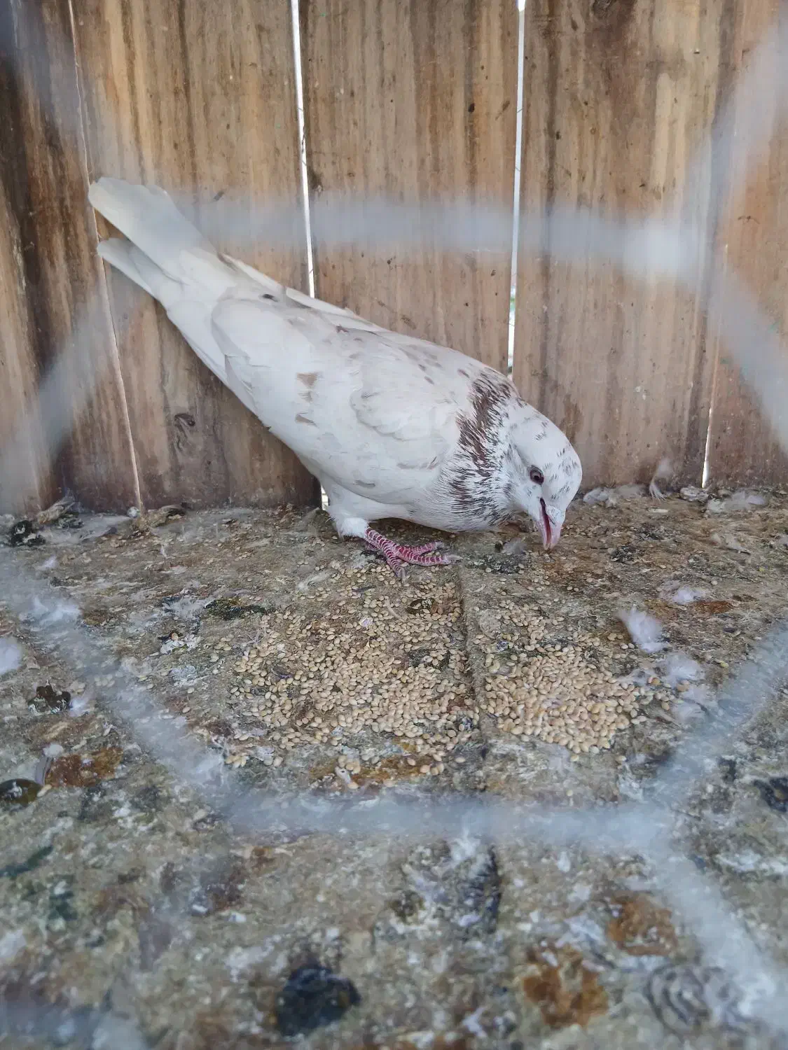 کبوتر سرور|پرنده|قم, باغ کرباسی|دیوار