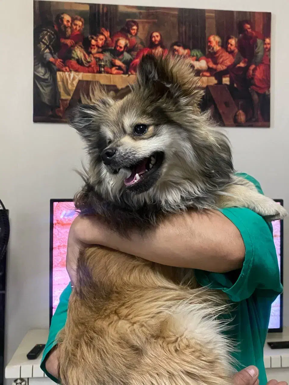 پامرین شیطون|سگ|مشهد, طبرسی شمالی|دیوار