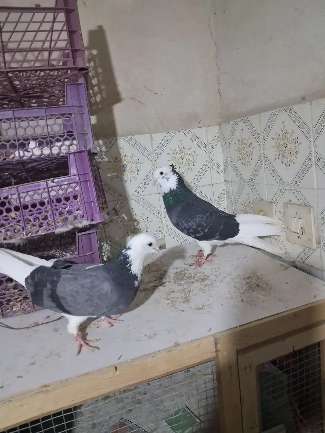 سه عدد کفتر پرشی ب شرط|پرنده|ماهدشت, |دیوار