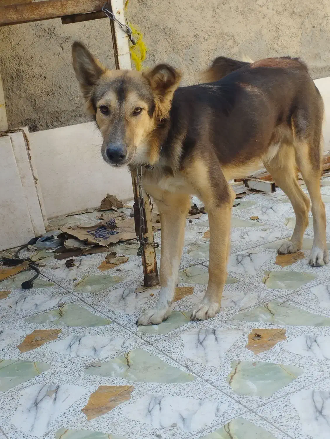 سگ ژرمن|سگ|اهواز, کوی مهدیس|دیوار