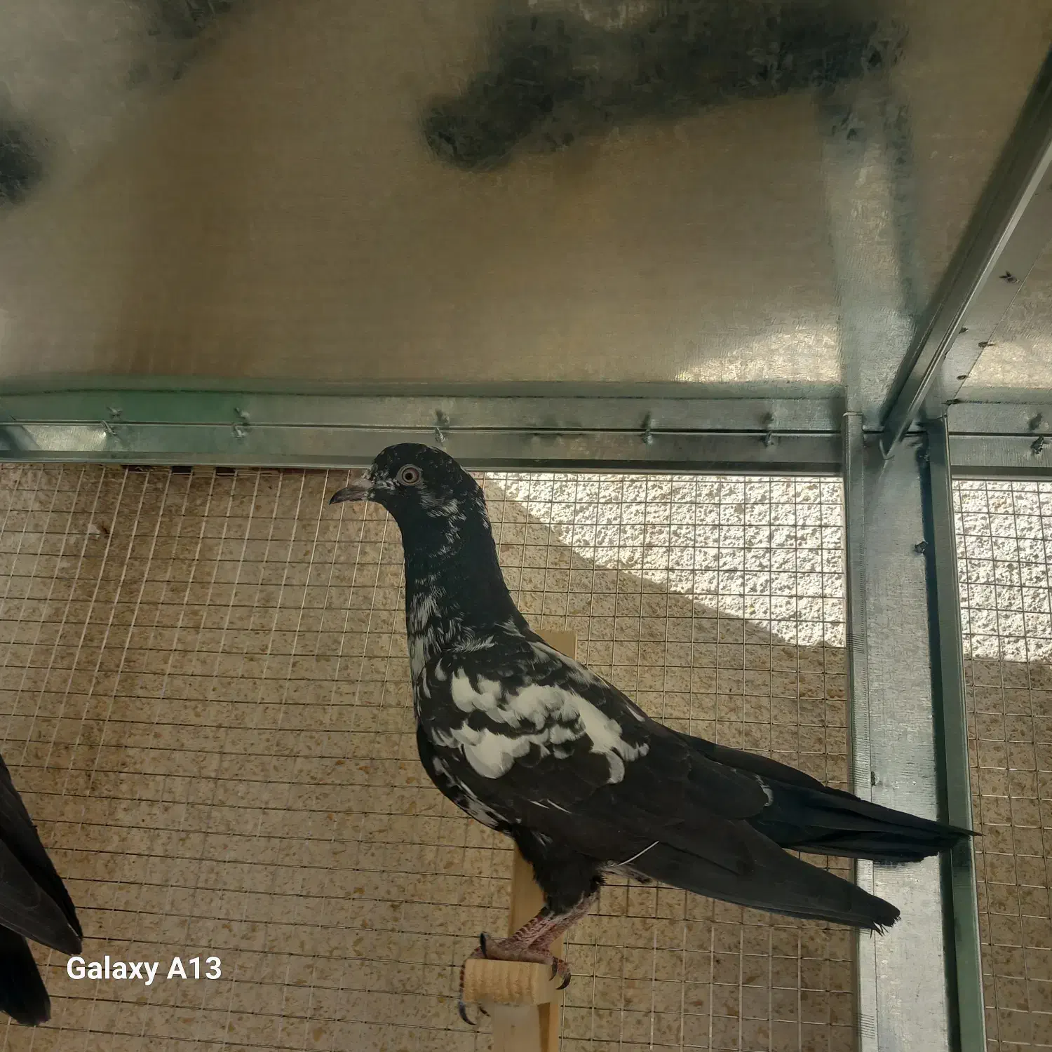 تعدادی کبوتر بلندپرواز وسیاه و|پرنده|شیراز, تندگویان|دیوار