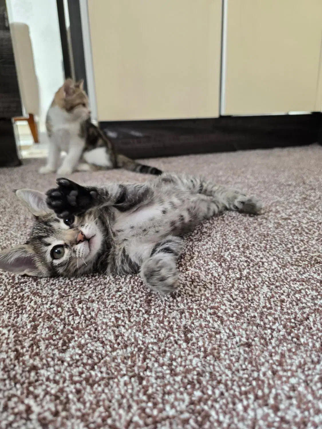 واگذاری گربه نر  dsh رایگان|گربه|پرند, فاز ۲|دیوار