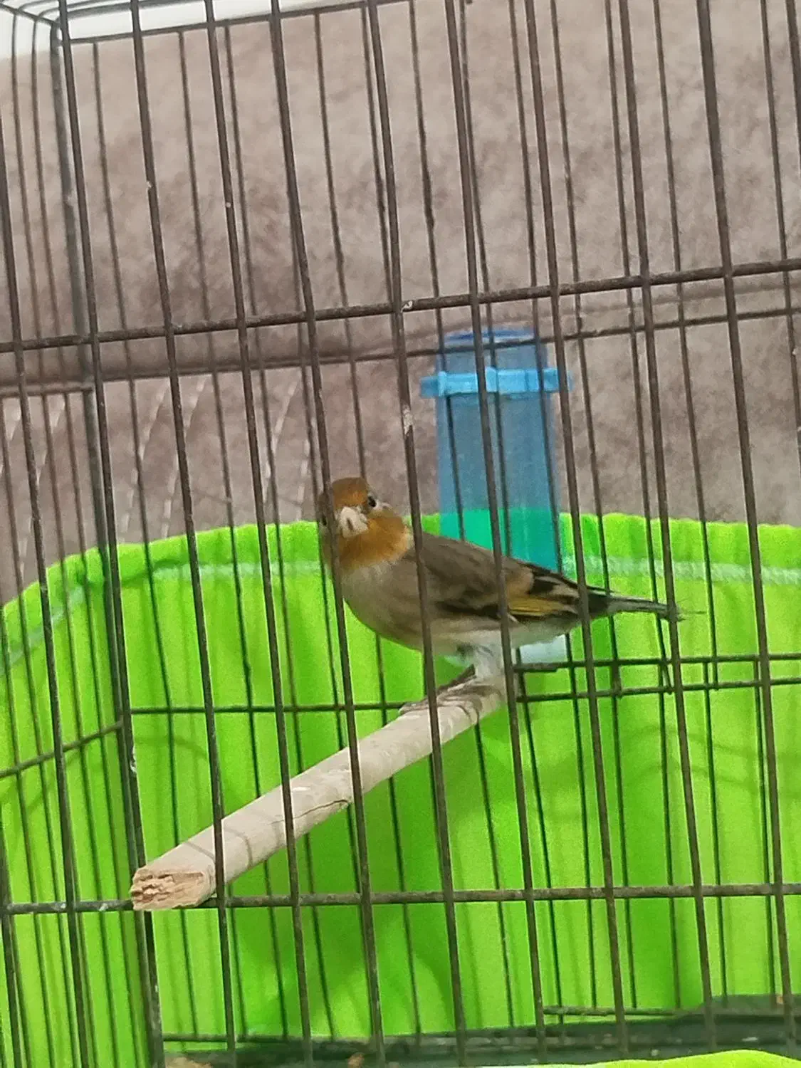 2 تا سهره قناری|پرنده|چهاردانگه (تهران), |دیوار