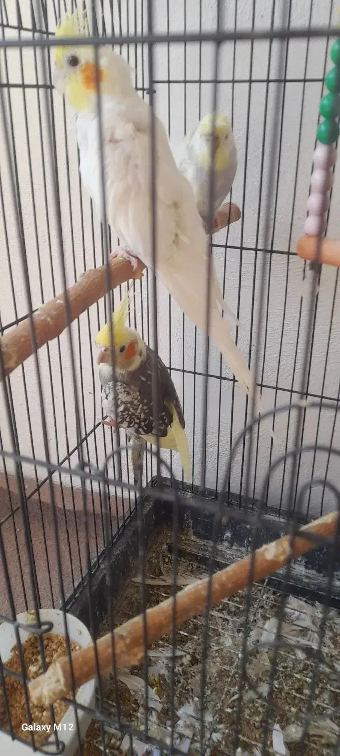 مرغ عشق وعروس هلندی|پرنده|گرگان, |دیوار