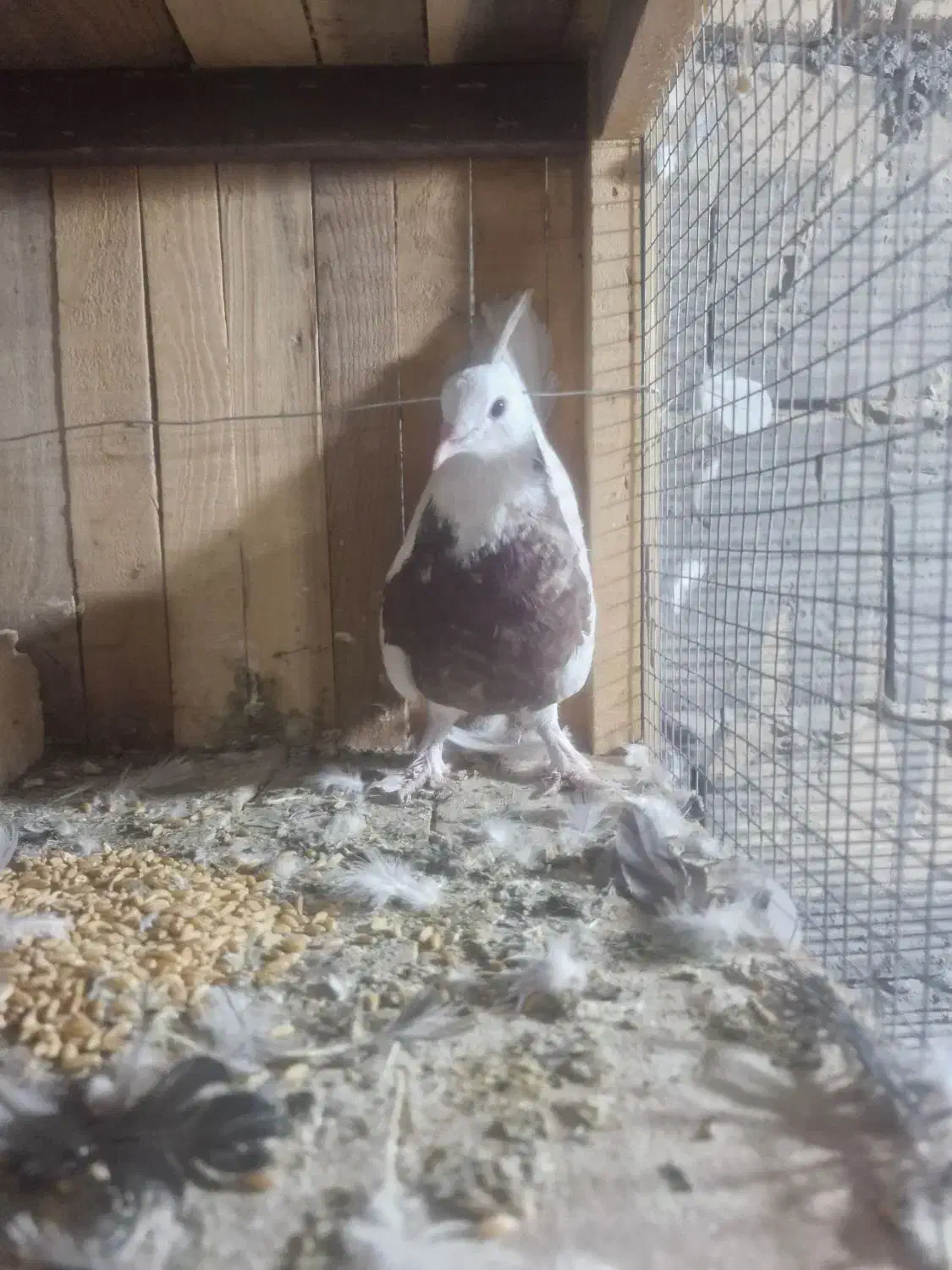 کبوتر یا کفتر طوقی|پرنده|قم, باجک یک|دیوار