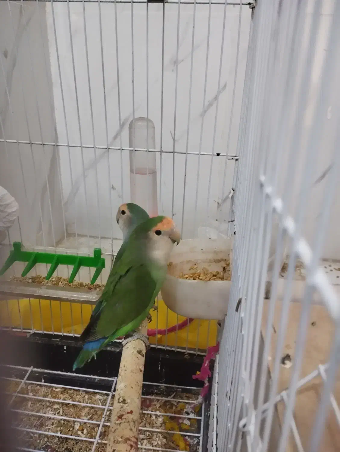 کوتوله برزیلی|پرنده|تربت‌حیدریه, فرمانداری|دیوار