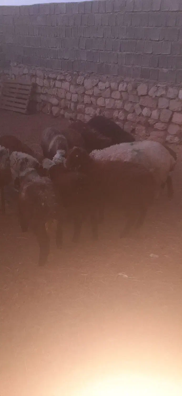 بره ،میش،گوسفند|حیوانات مزرعه|ایوان, |دیوار