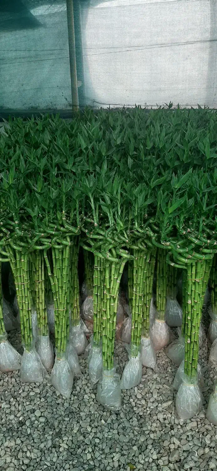 بامبو|گل و گیاه طبیعی|شریفآباد, |دیوار