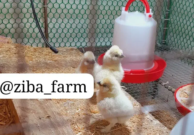 سیلکی ابریشمی|حیوانات مزرعه|شیراز, کرونی(خاتونک)|دیوار